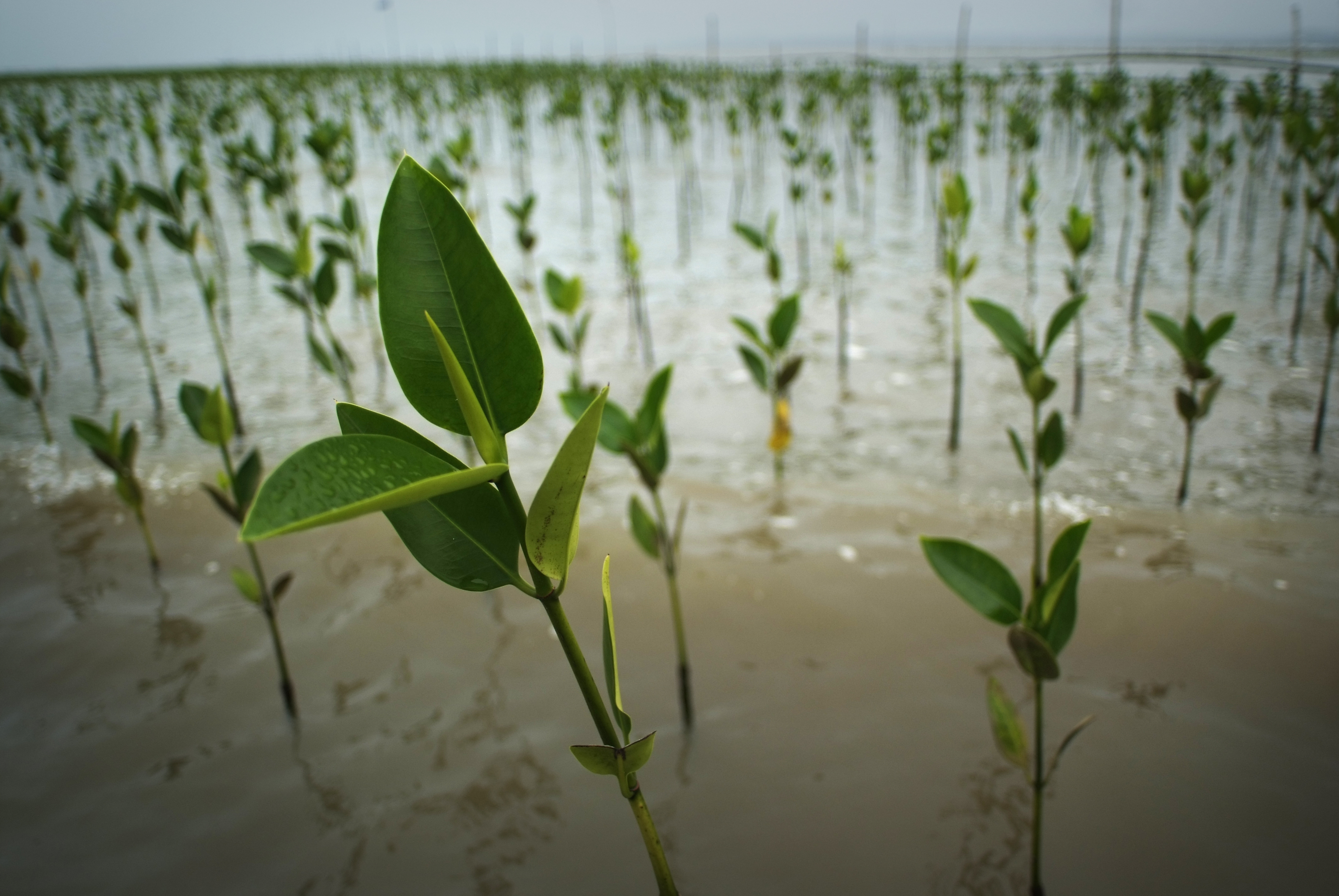 Mangrove restoration as community resilience work